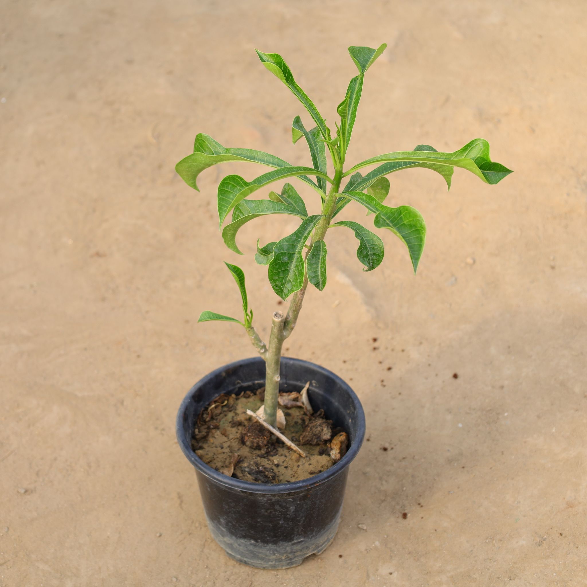 Naag Champa / Plumeria Pudica in 6 Inch Nursery Pot