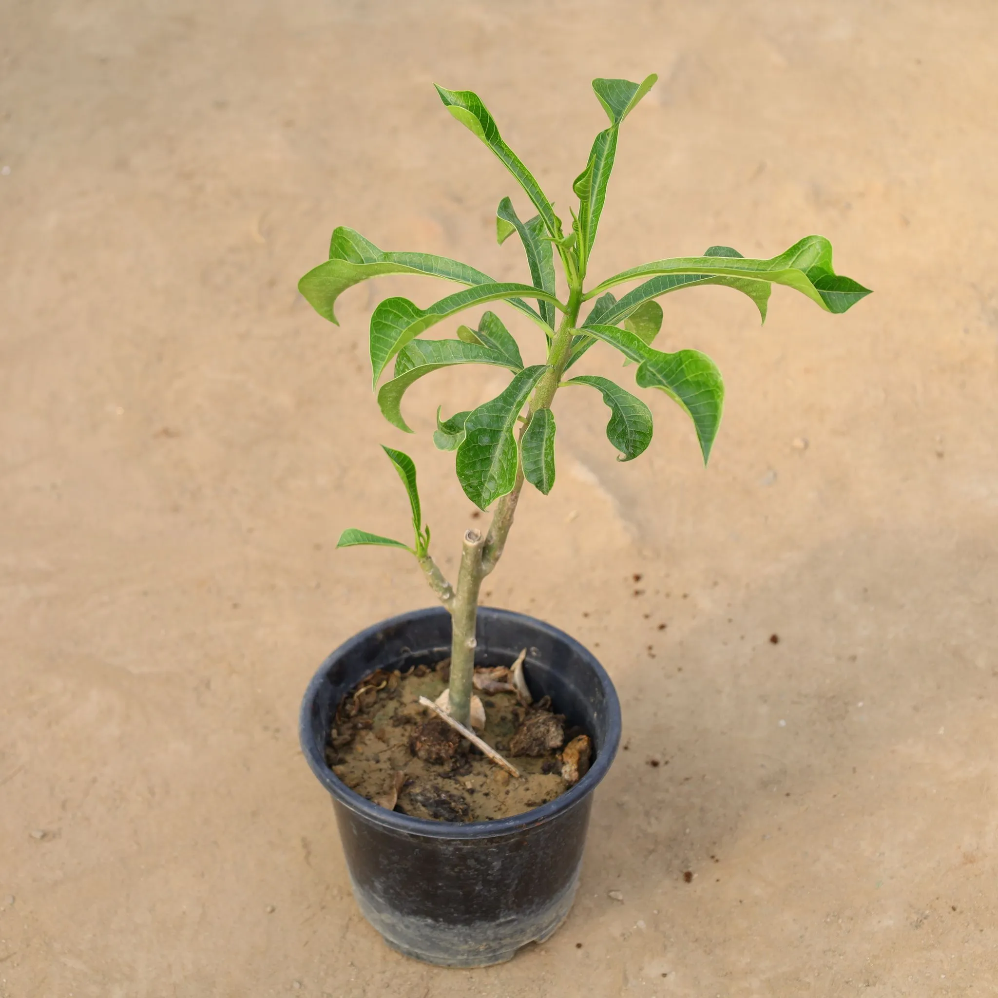 Naag Champa / Plumeria Pudica in 6 Inch Nursery Pot