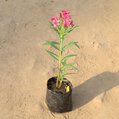Buy Oleander / Kaner Red in 5 Inch Nursery Bag Online | Urvann.com