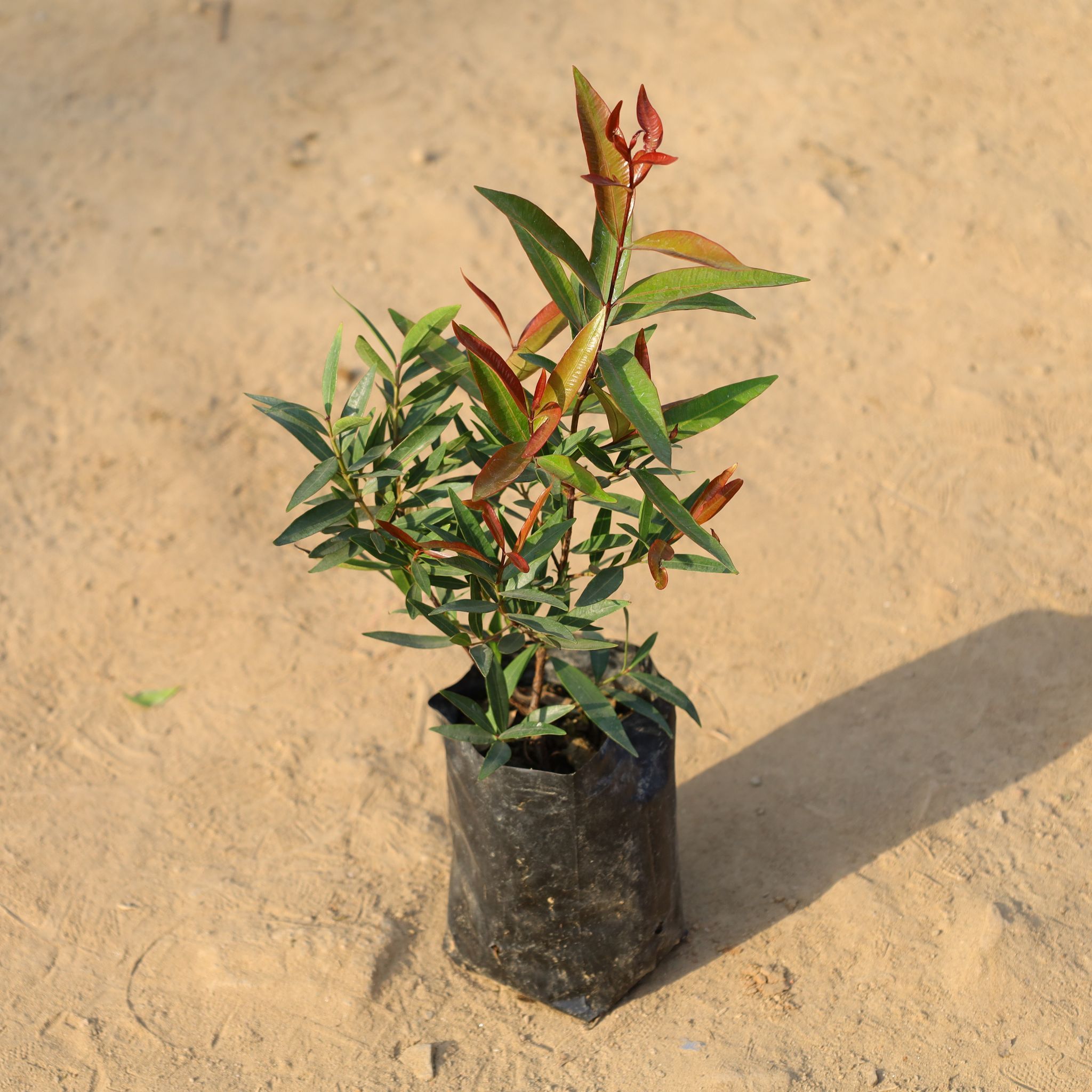 Syzygium / Christina Ficus in 4 Inch Nursery Bag