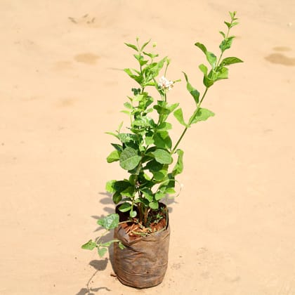 Mogra / Jasmine Double pune variety in 5 Inch Nursery Bag