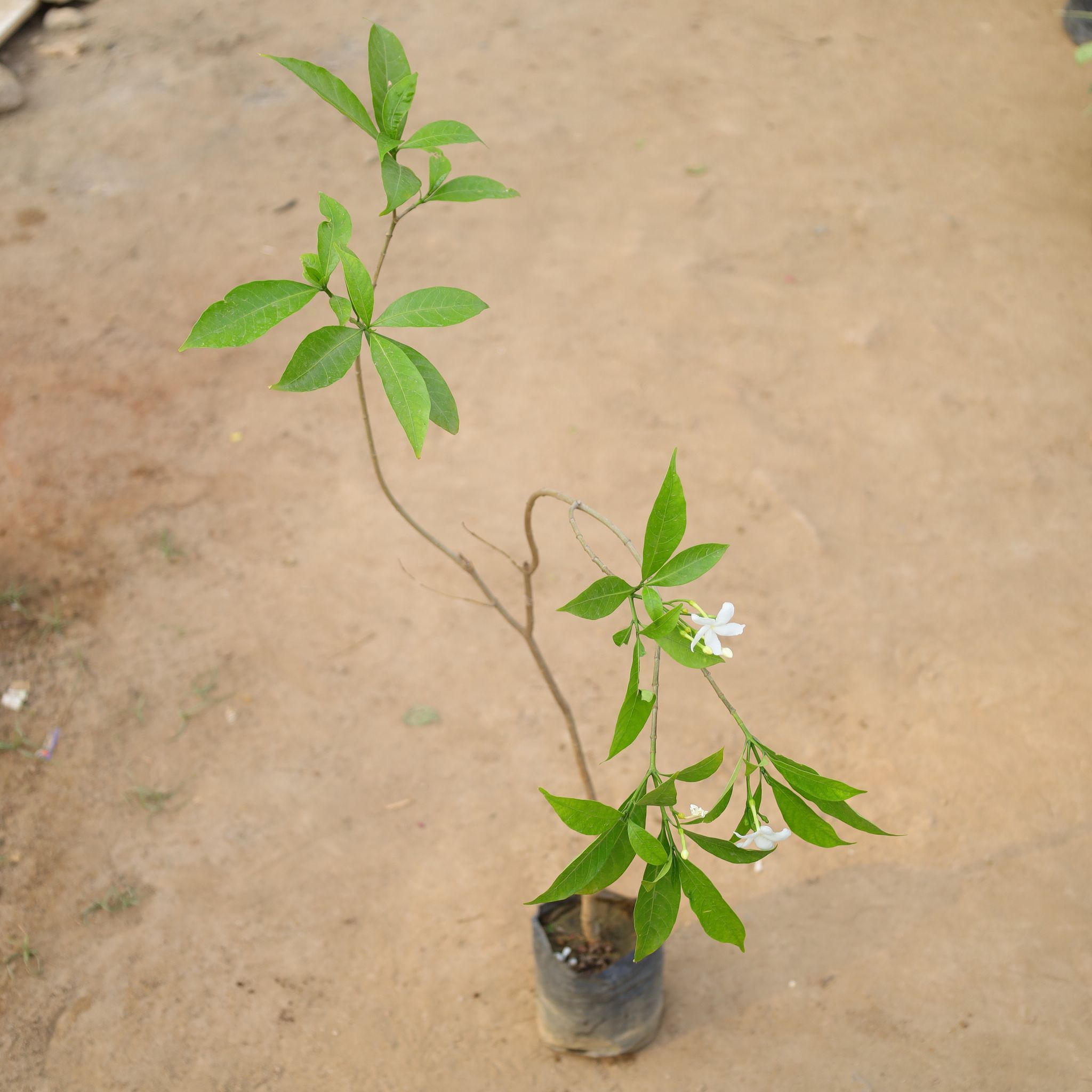 Chandni Desi (Any Colour) in 5 Inch Nursery Bag