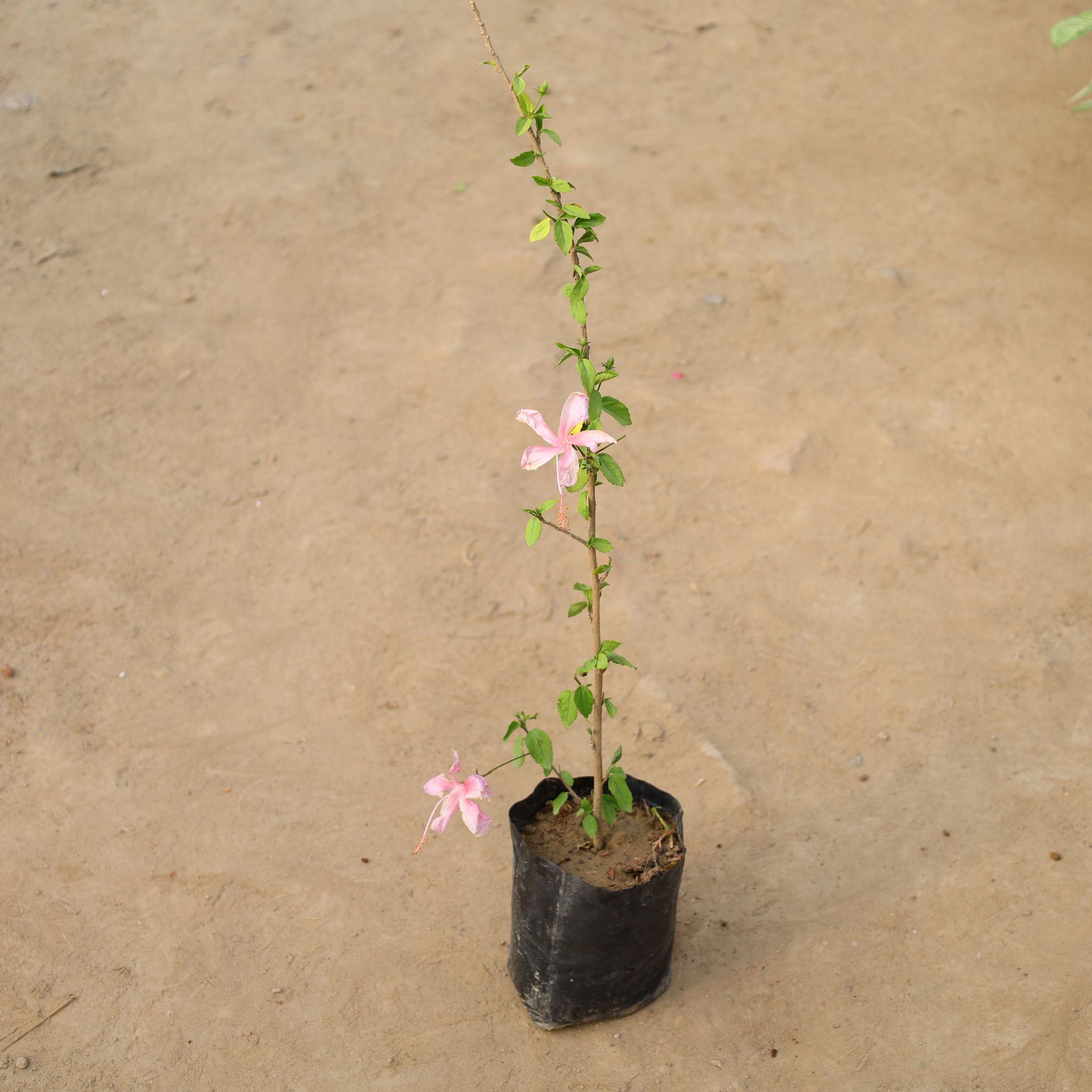 Hibiscus Pink in 6 Inch Nursery Bag