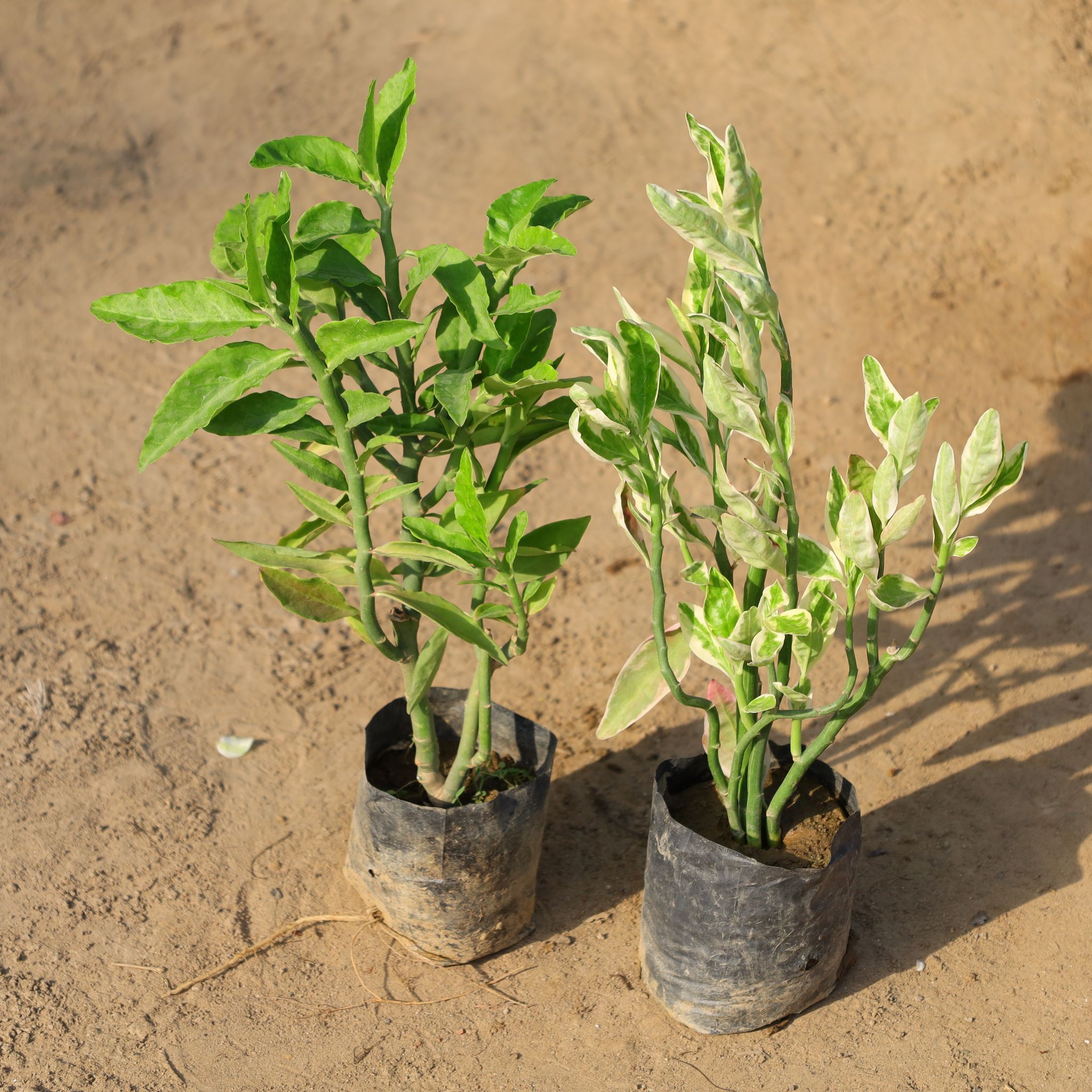 Set of 2 - Pedilanthus / Devil's Backbone (Green & Variegated) in 4 Inch Nursery Bag