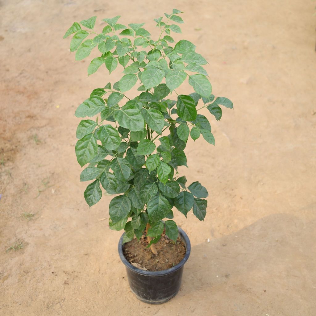 China Doll / Radermachera in 8 Inch Nursery Pot