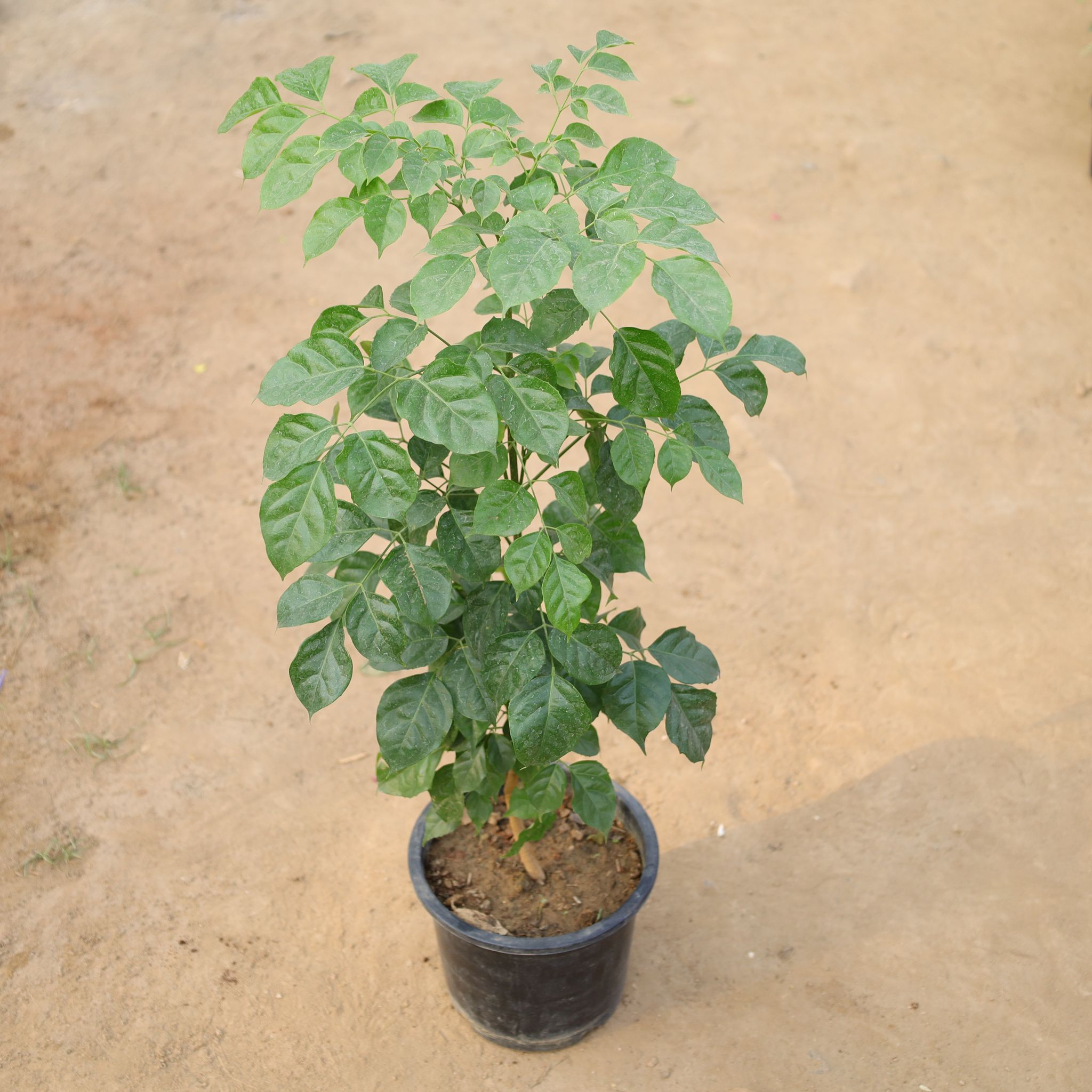 China Doll / Radermachera in 8 Inch Nursery Pot