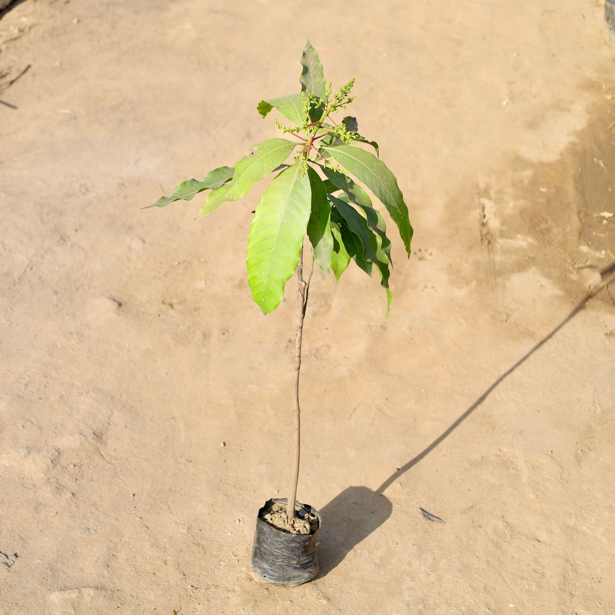 Mango Grafted Amrapali in 5 Inch Nursery bag