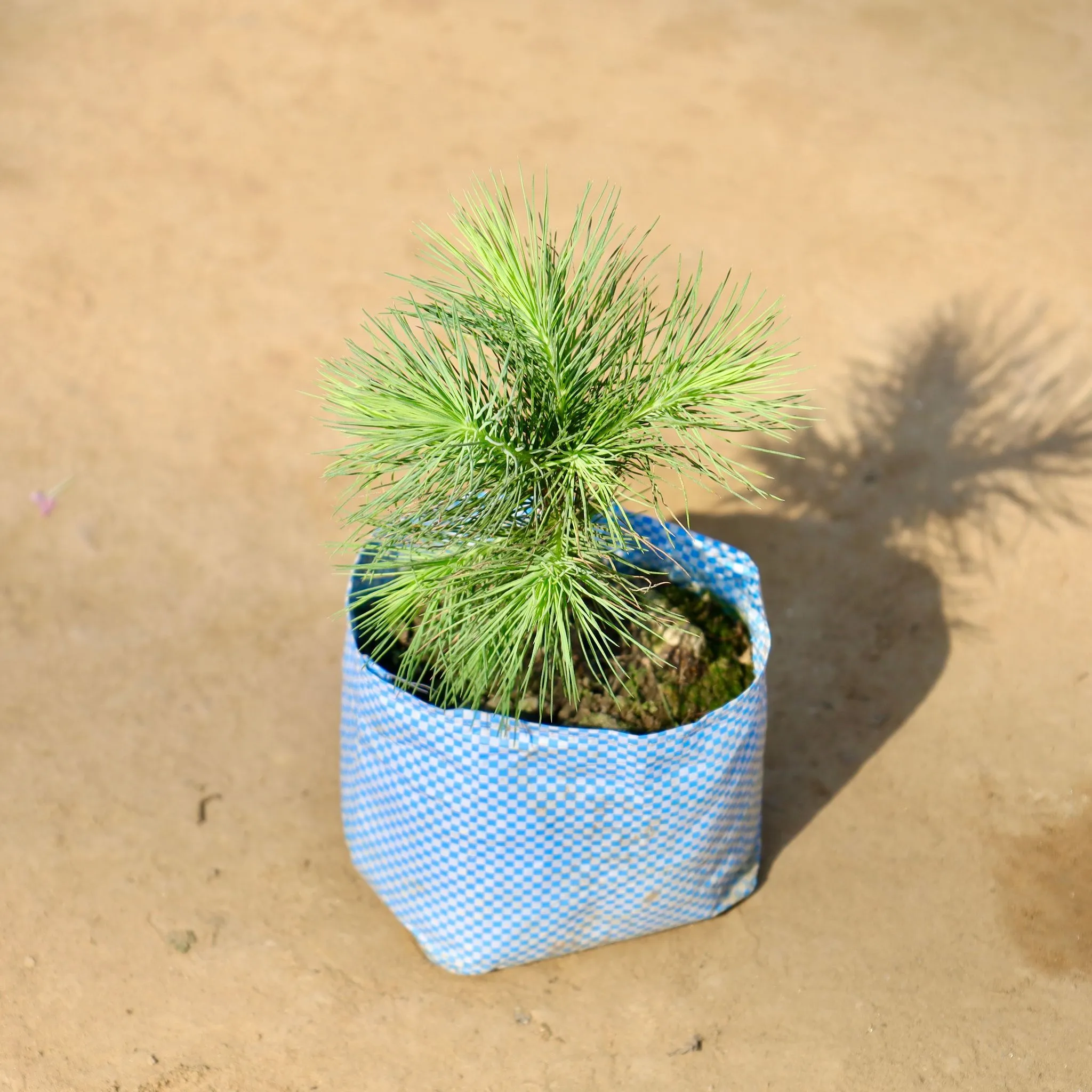 Pine / Cheed in 4 Inch Nursery bag