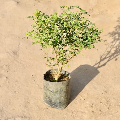 Buy Madhu Kamini / Murraya in 4 Inch Nursery bag | Urvann.com