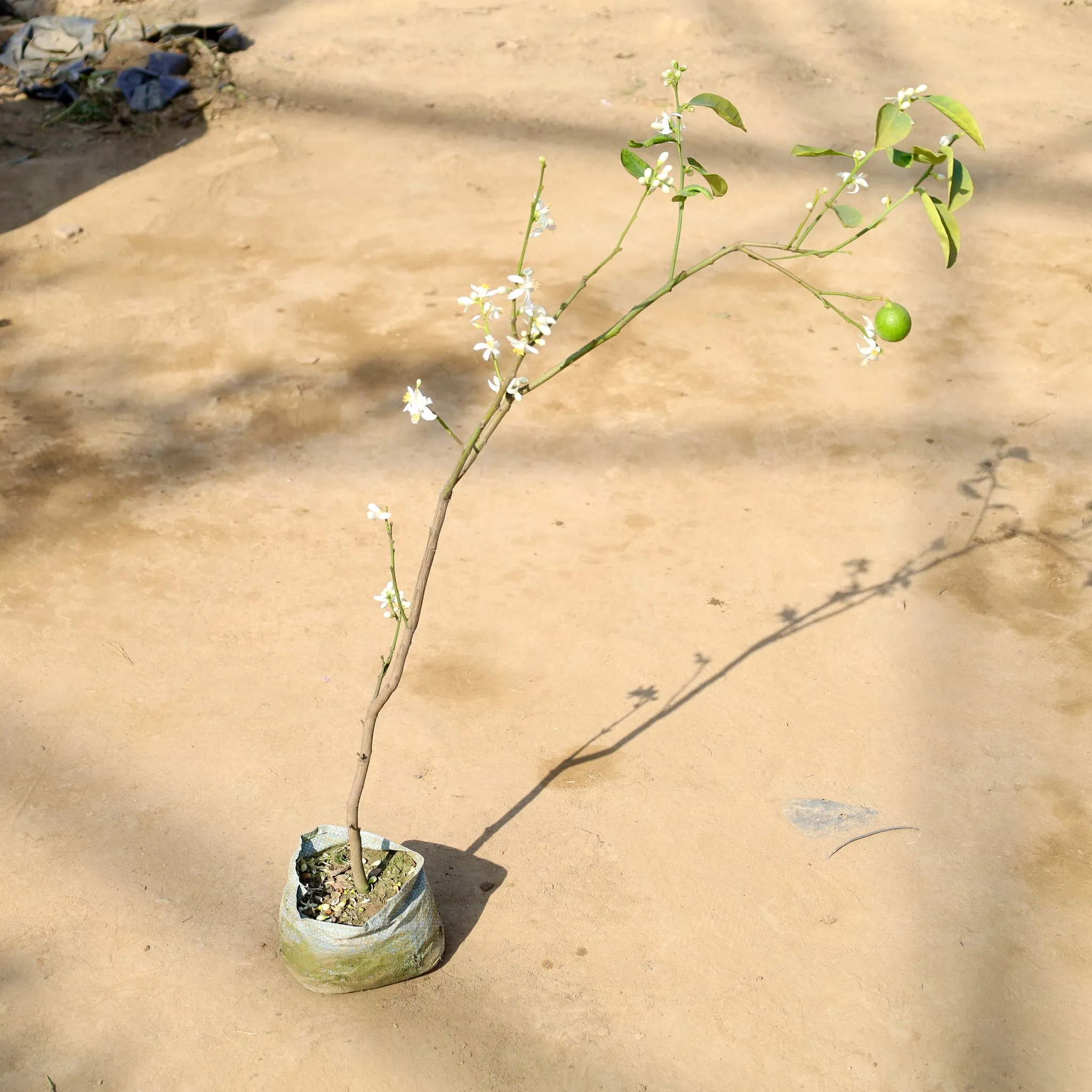 Mosambi / Sweet Lemon in 7 Inch Nursery bag