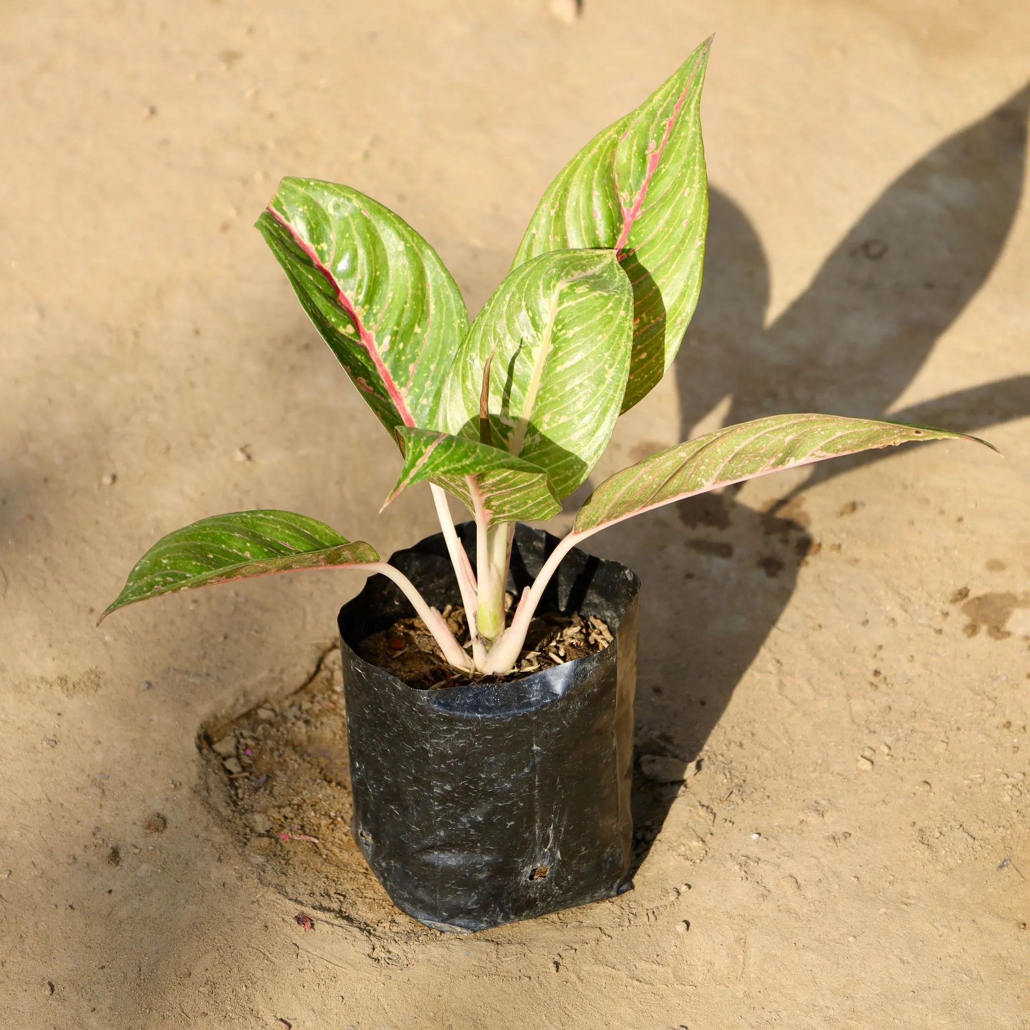 Aglaonema Night Sparkle in 4 Inch Nursery bag
