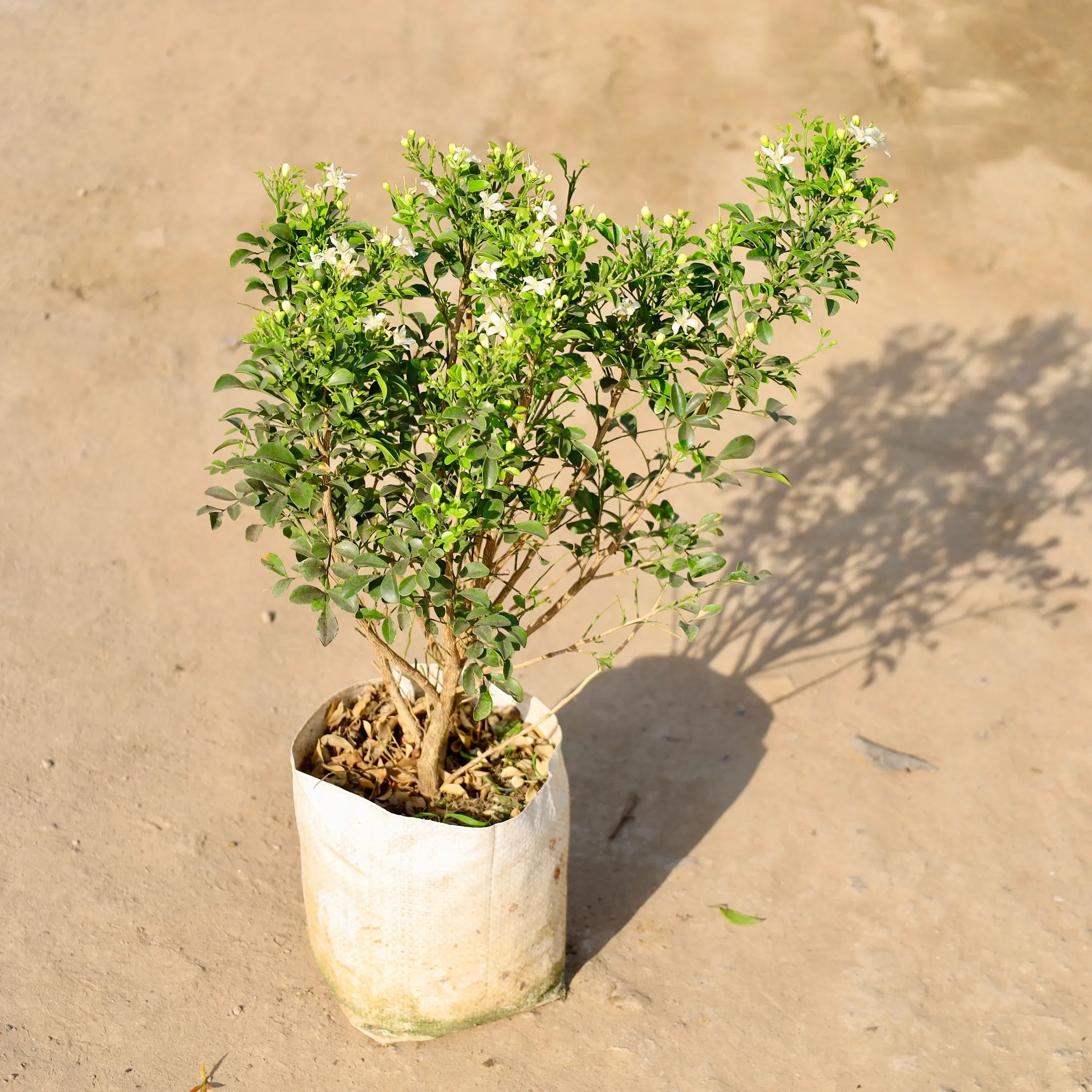 Madhu Kamini All Time flower in 8 Inch Nursery bag