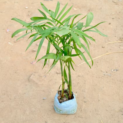 Buy Bamboo Palm / Sikotiya Palm in 7 Inch Nursery bag | Urvann.com