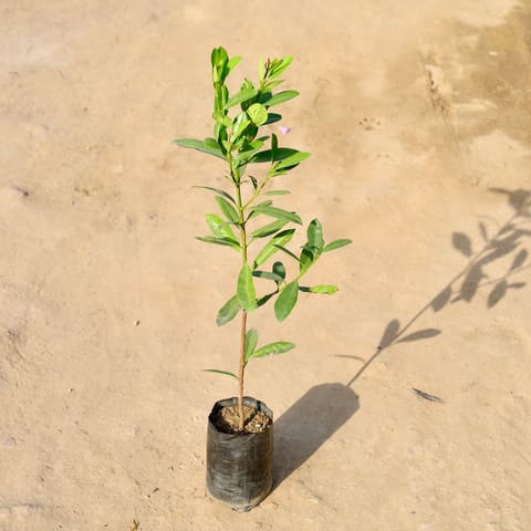 All Spice Plant in 4 Inch Nursery bag