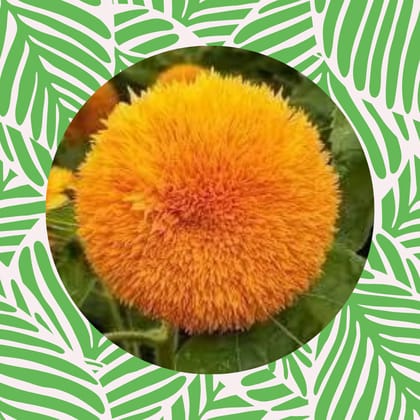 Free Gift - Sunflower Teddy Seeds - Excellent Germination - Flash Sale