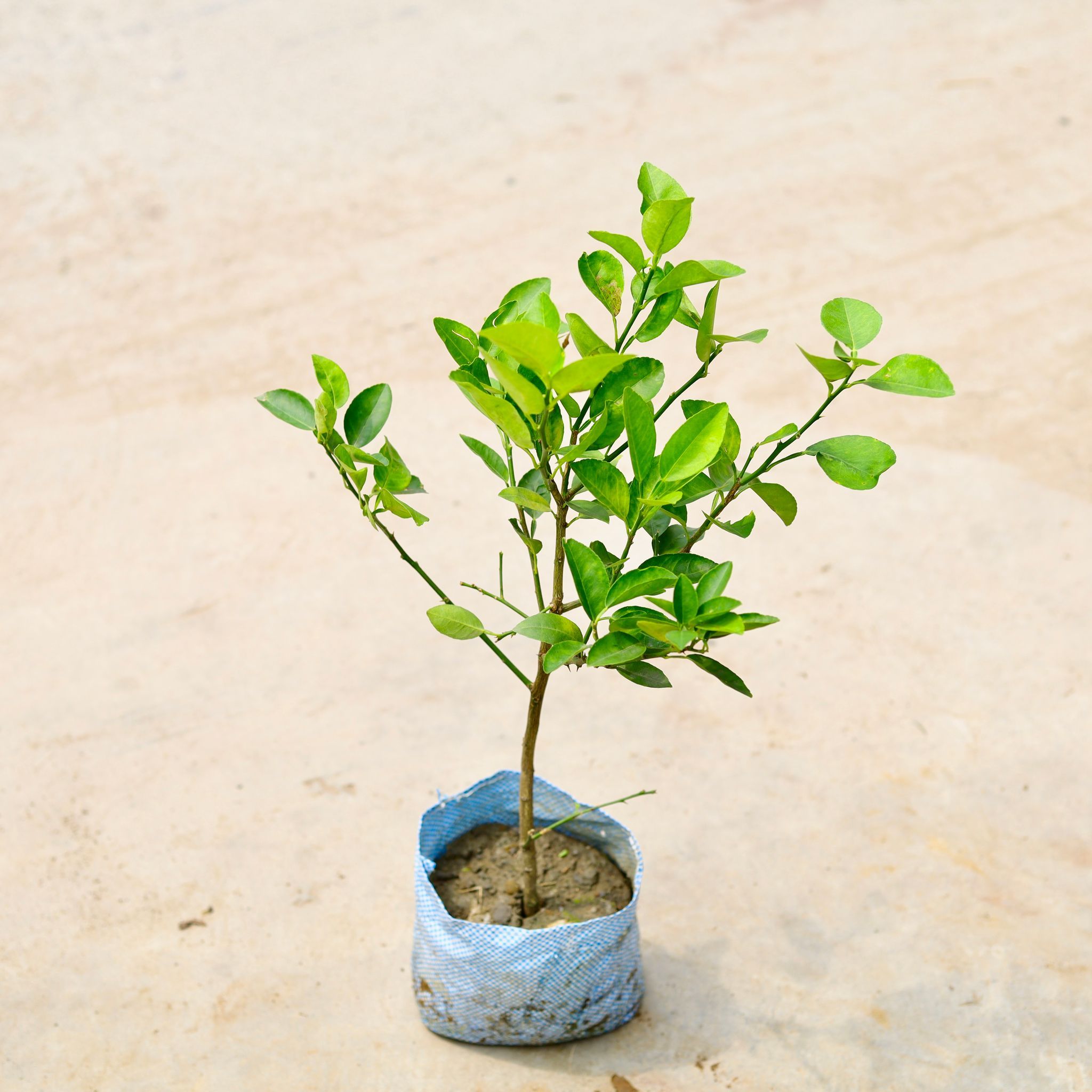 Lemon / Nimbu in 5 Inch Nursery Bag