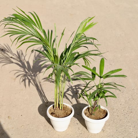 Set of 2 - Areca & Rhapis Palm in 8 inch Classy White Plastic Pot