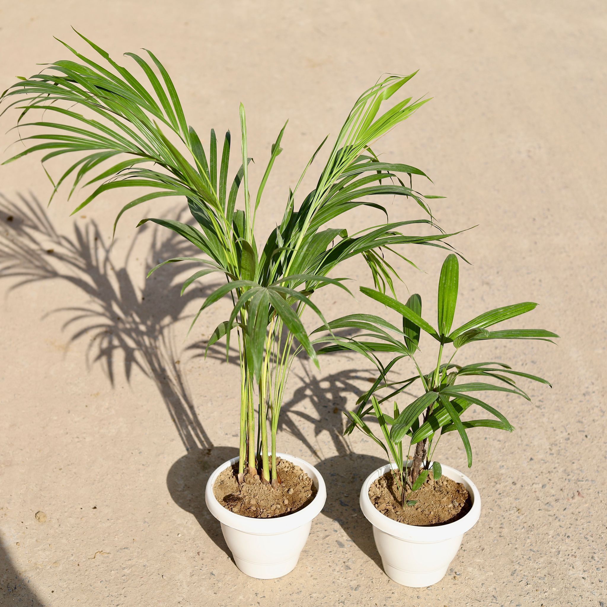 Set of 2 - Areca & Rhapis Palm in 8 inch Classy White Plastic Pot