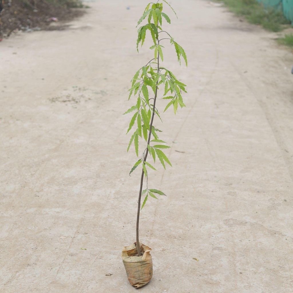 Buy Ashoka Holy Plant ( ~ 2.5 - 4 Ft) in 5 Inch Nursery Bag Online | Urvann.com Ashoka Holy Plant ( ~ 2.5 - 4 Ft) in 5 Inch Nursery Bag
