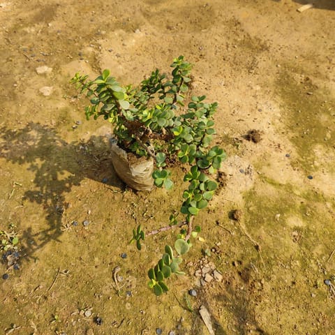 Jade in 2 Inch Nursery Bag