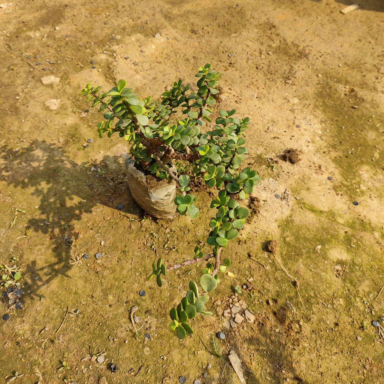 Jade in 2 Inch Nursery Bag