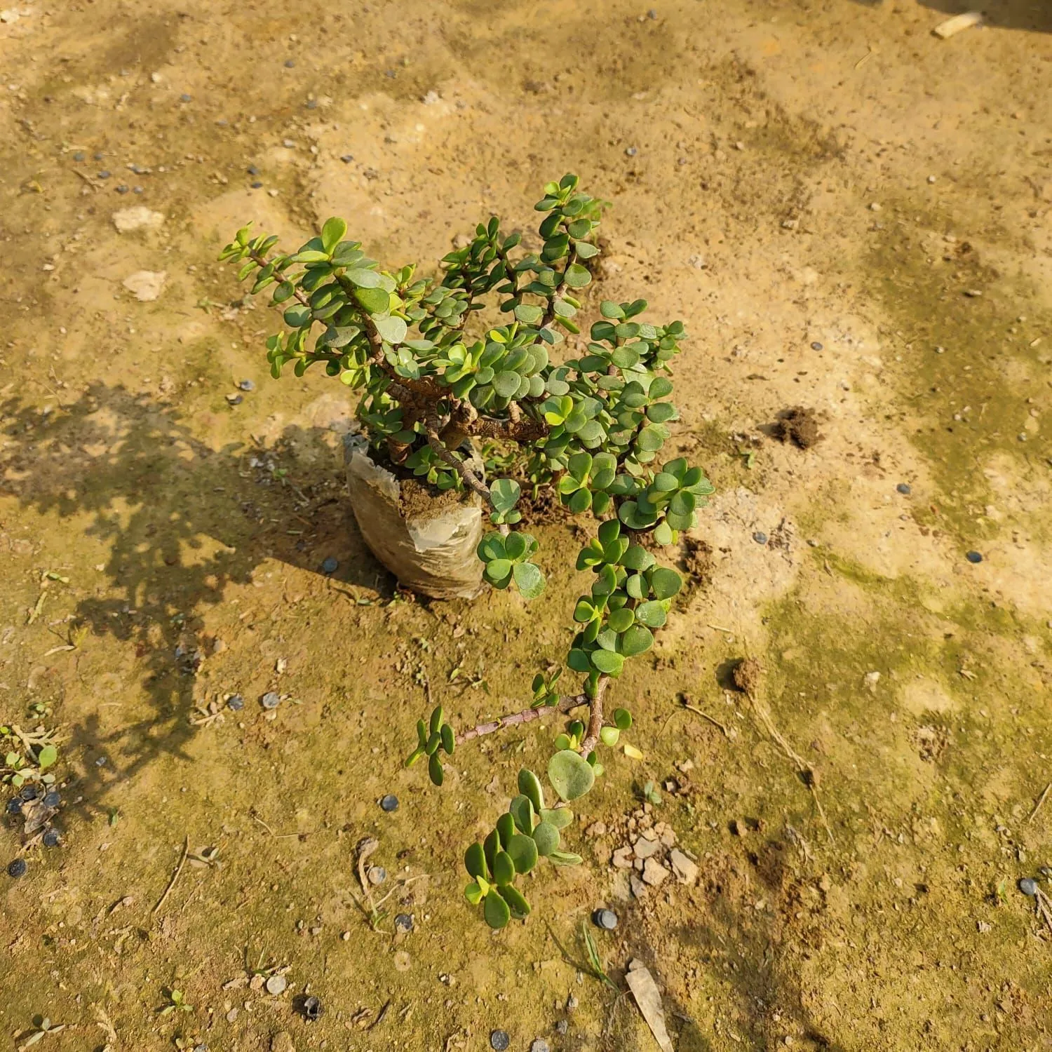 Jade in 2 Inch Nursery Bag
