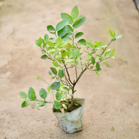 Nimboo / Lemon Plant (All Season) in 8 Inch Nursery Bag