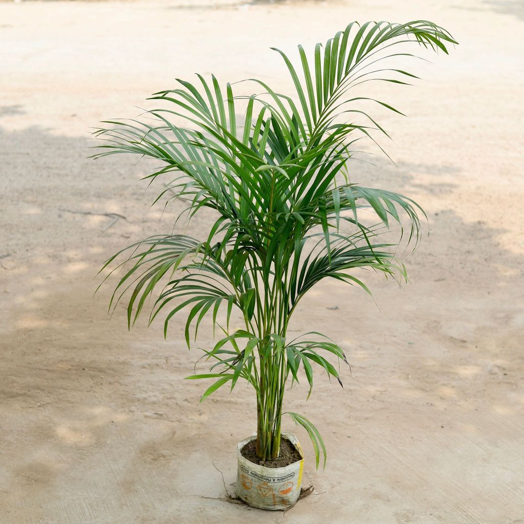 Areca ~ 4-5 ft in 8 Inch Nursery Bag Areca ~ 4-5 ft in 8 Inch Nursery Bag