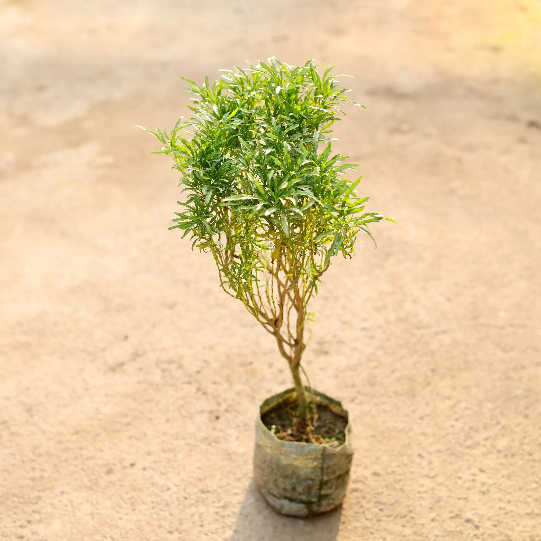 Aralia Green Bushy in 4 Inch Nursery Bag