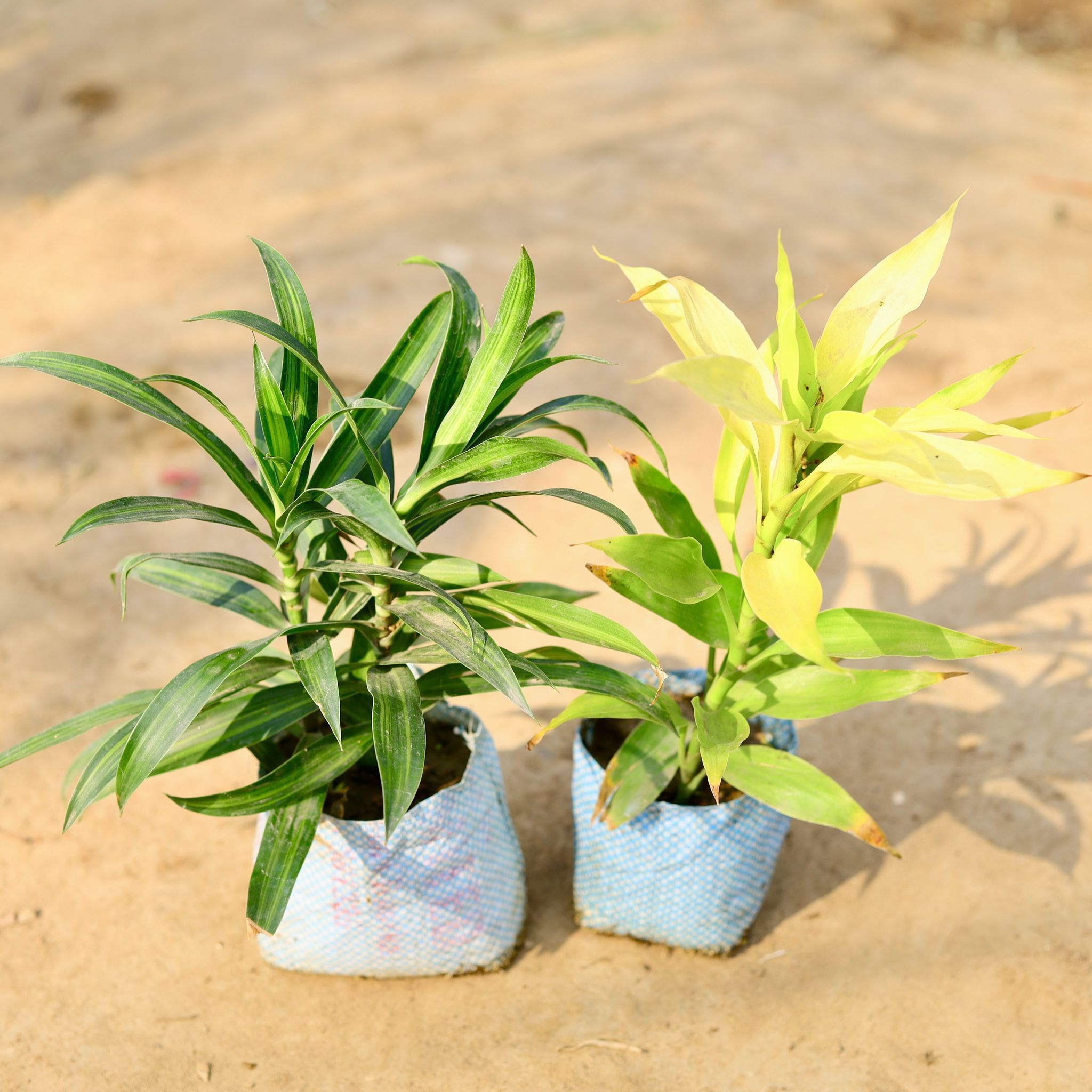 Set of 2 - Dracaena Messenger & Lucky Bamboo Golden in 4 inch Nursery bag