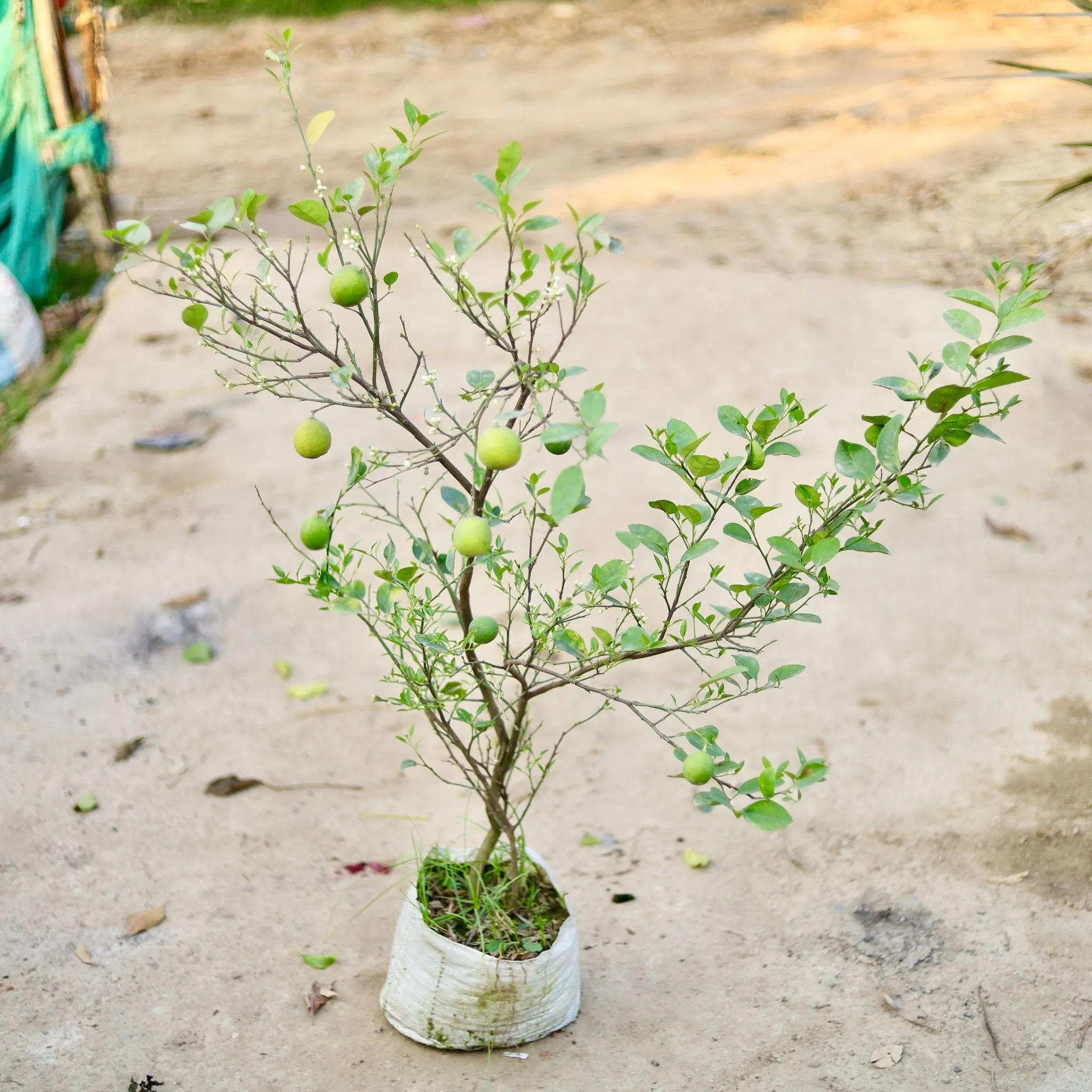 Nimbu / Lemon Plant in 10 Inch Nursery bag