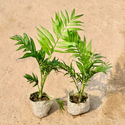 Buy Set of 2 - Chamaedora Palm in 4 Inch Nursery Bag Online | Urvann.com