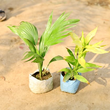 Buy Set of 2 - China / Fan Palm & Song of India in 4 inch Nursery bag Online | Urvann.com