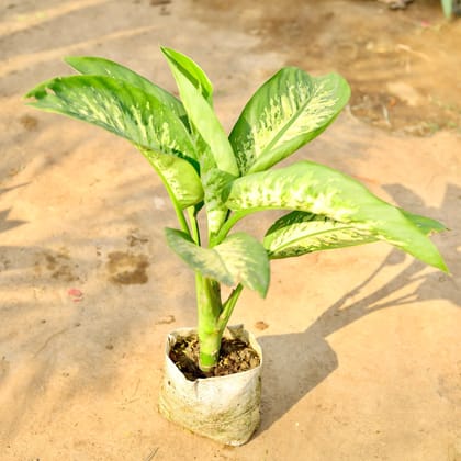 Buy Dieffenbachia Segine in 7 inch Nursery bag Online | Urvann.com