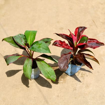 Buy Set of 2 - (Dracaena Rosea & Kedarnath) in 4 Inch Nursery Bag Online | Urvann.com