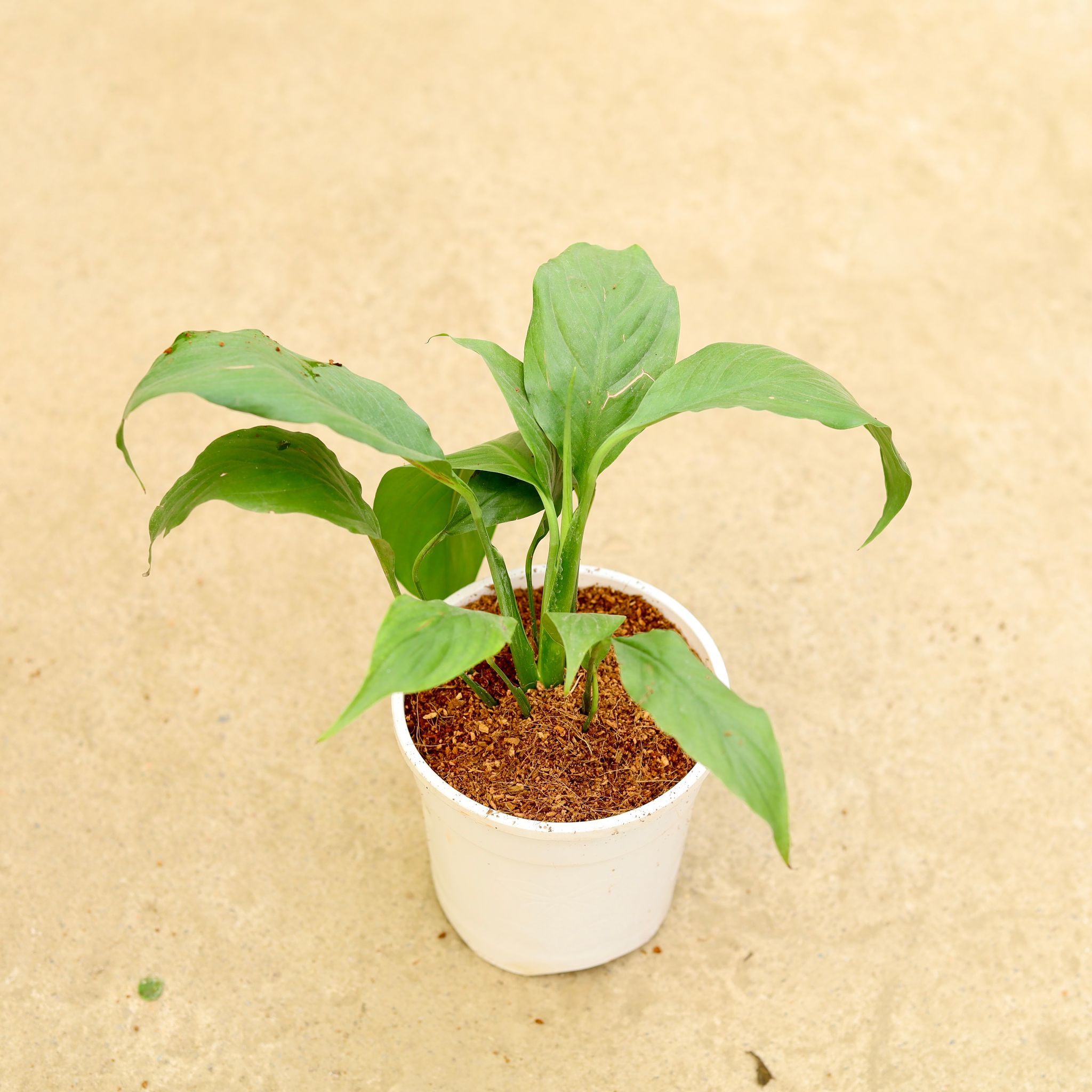 Peace Lily (any colour) in 4 Inch White Nursery Pot