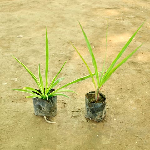 Set of 2 - Lemon Grass & Spider in 4 Inch Nursery bag