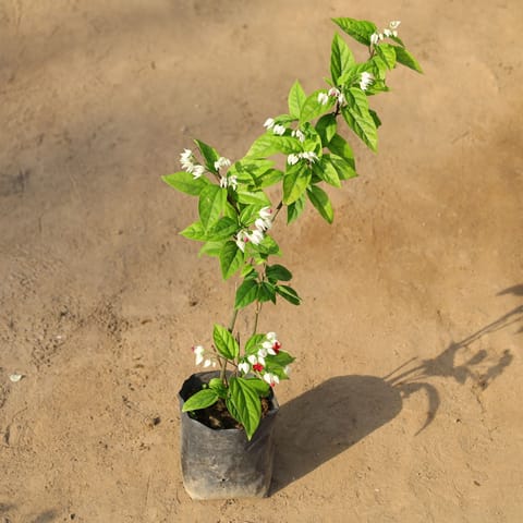 Bleeding Heart Red / White in 8 Inch Nursery Bag