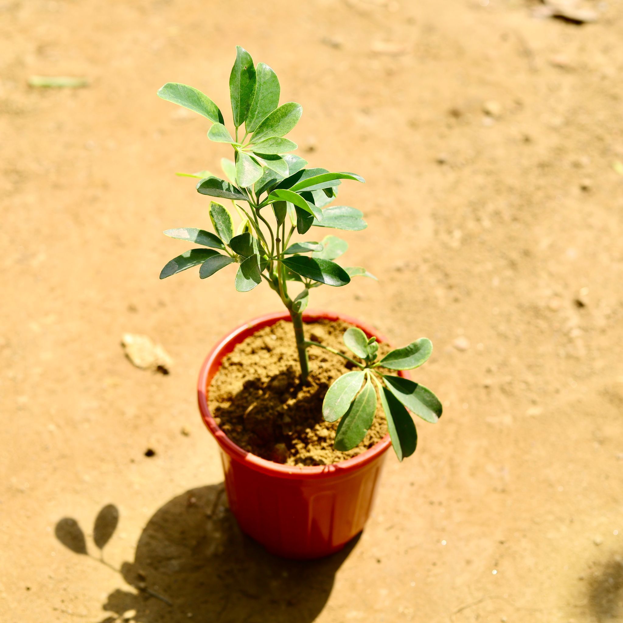Schefflera Green in 6 Inch Red Super Nursery Pot