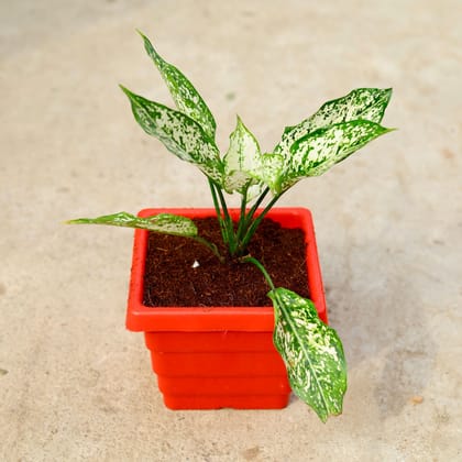 Buy Aglaonema Snow White in 6 Inch Red Premium Orchid Square Plastic Pot Online | Urvann.com