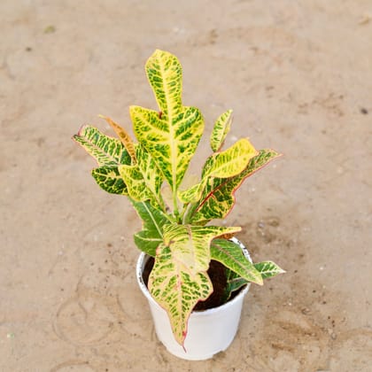 Buy Croton Petra in 6 Inch White Nursery Pot Online | Urvann.com