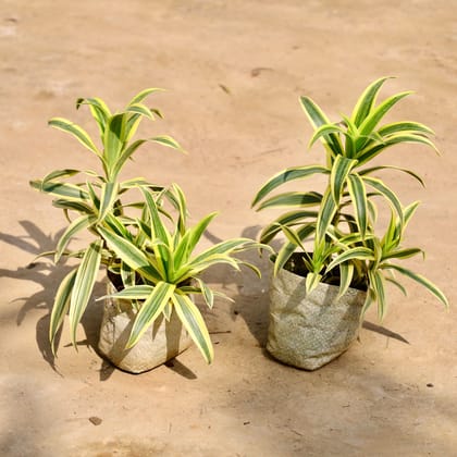 Buy Set of 2 - Song of India in 4 Inch Nursery Bag Online | Urvann.com