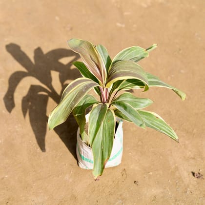 Buy Dracaena Cordyline White in 4 Inch Nursery bag Online | Urvann.com