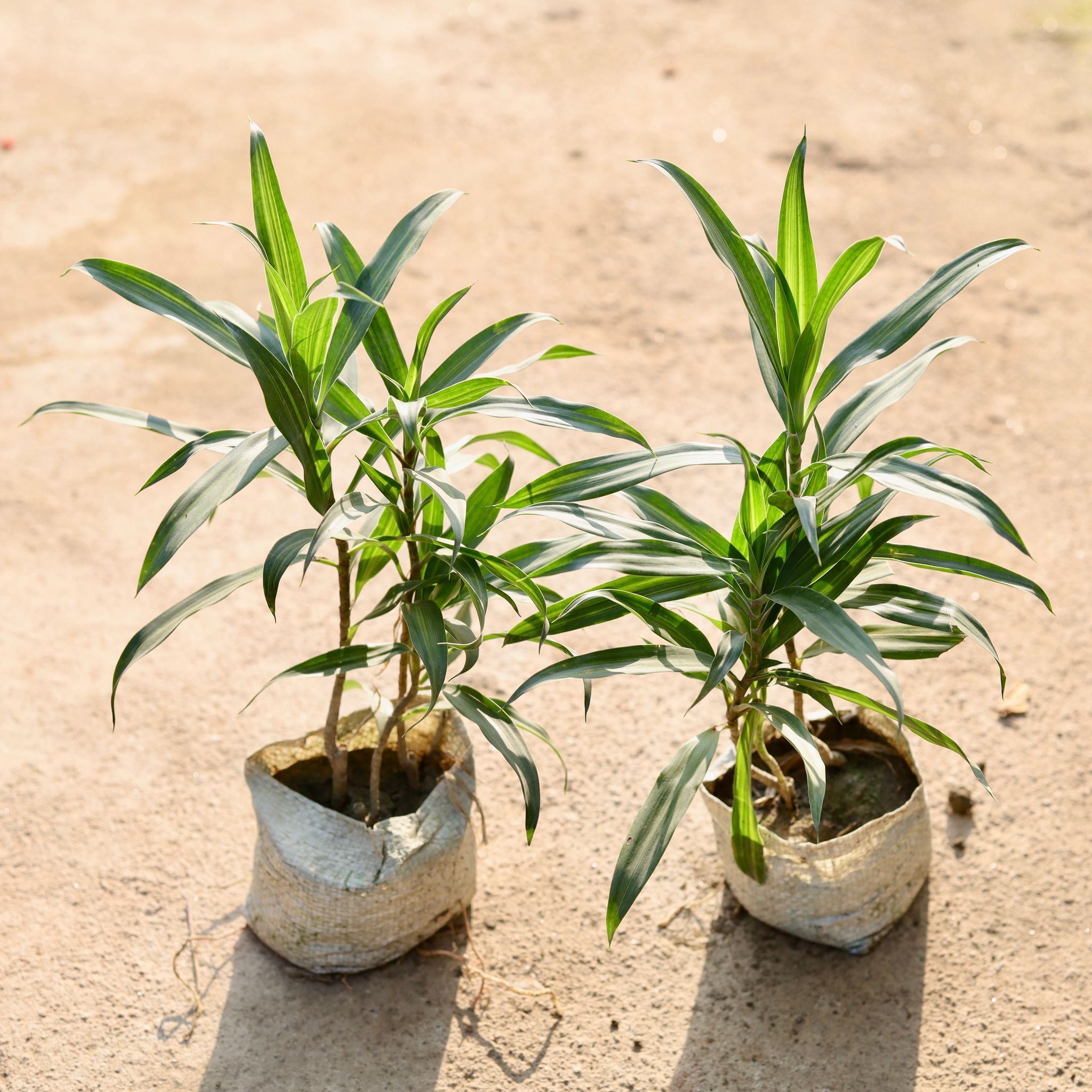 Set of 2 - Dracaena Messenger in 4 Inch Nursery Bag