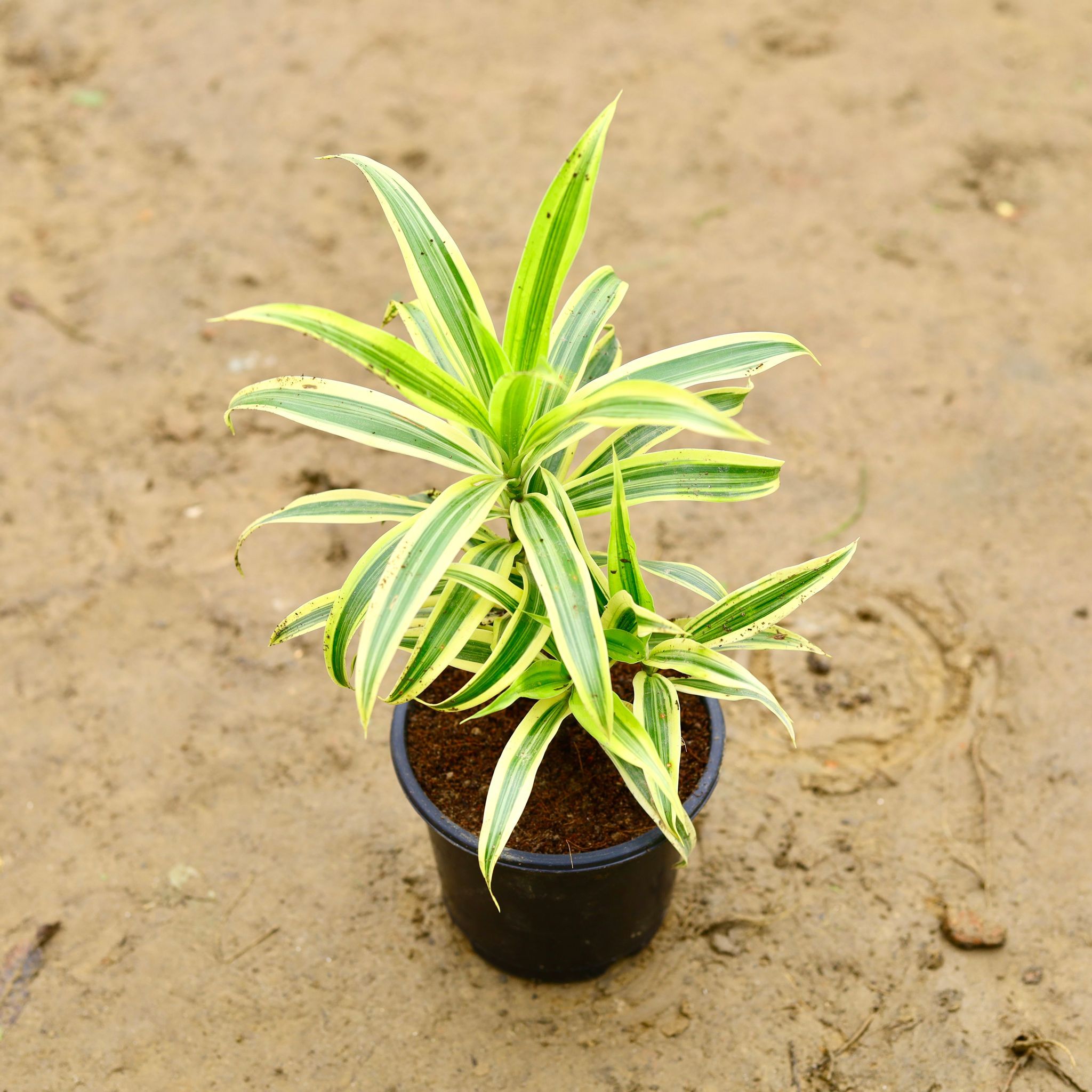 Song of India in 6 Inch Nursery Pot