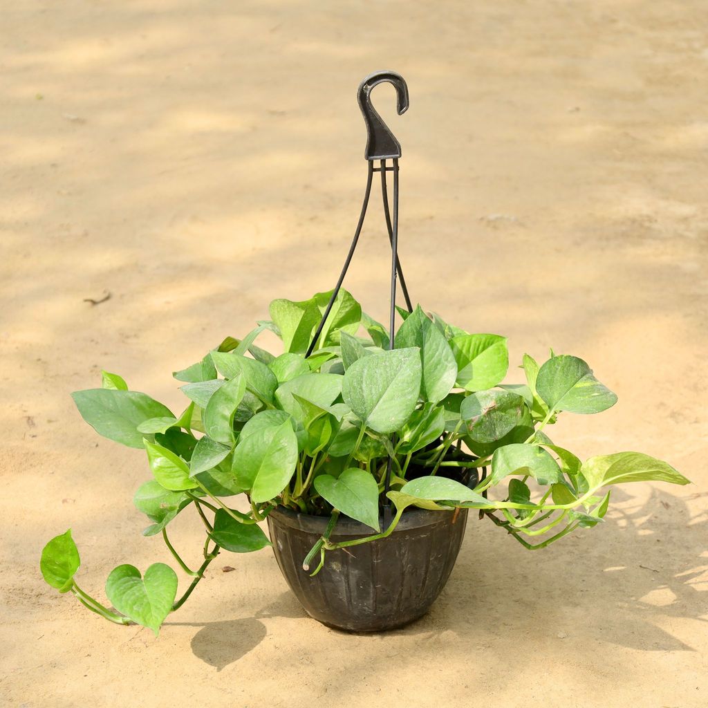 Buy Money Plant Green in 8 Inch Hanging Basket (Any Colour) Online | Urvann.com Money Plant Green in 8 Inch Hanging Basket (Any Colour)