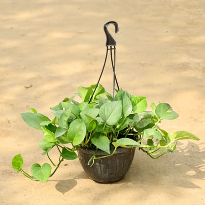 Buy Money Plant Green in 8 Inch Hanging Basket (Any Colour) Online | Urvann.com