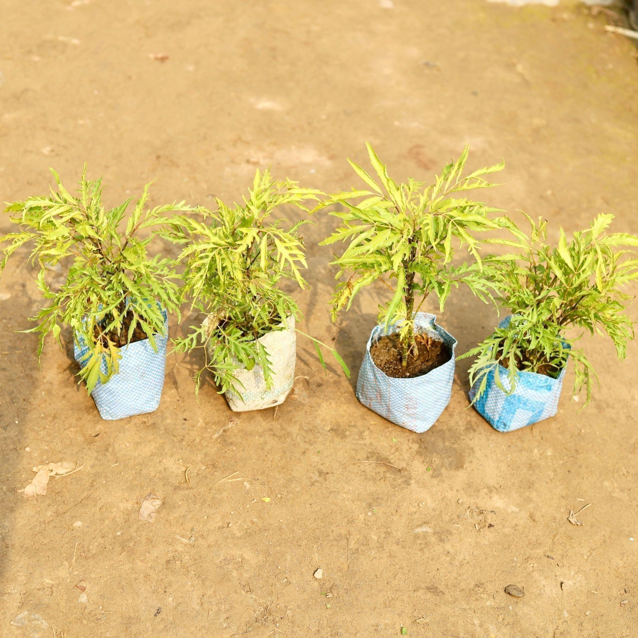 Set of 4 - Aralia Neem in 5 Inch Nursery Bag