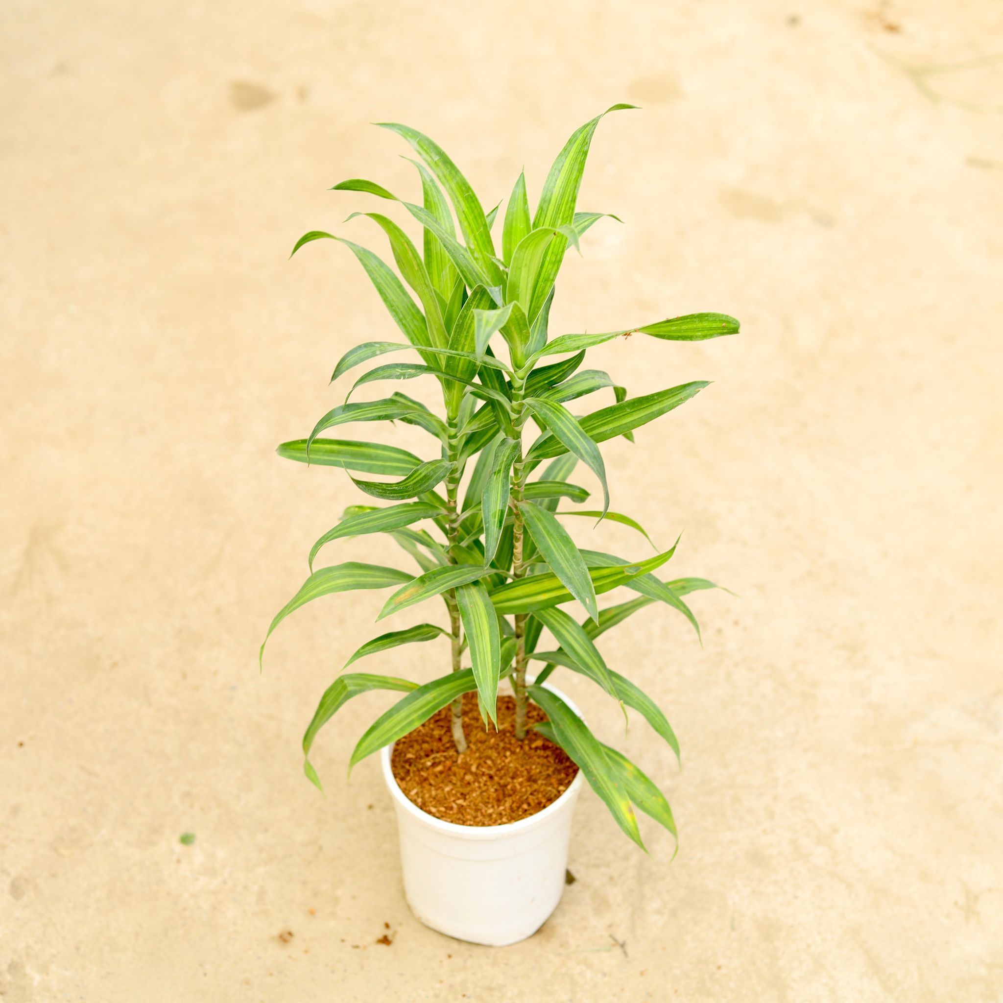 Dracaena Messenger / Song Of India in 5 Inch White Nursery Pot