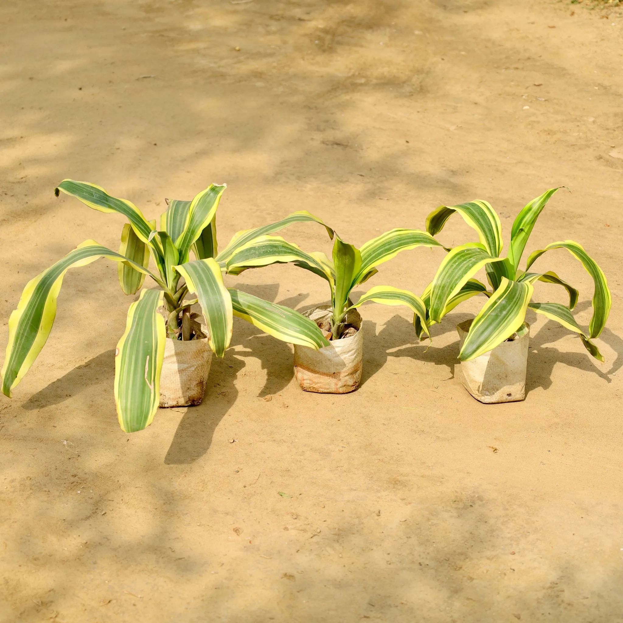 Set of 3 - Dracaena Victoria in 4 Inch Nursery Bag